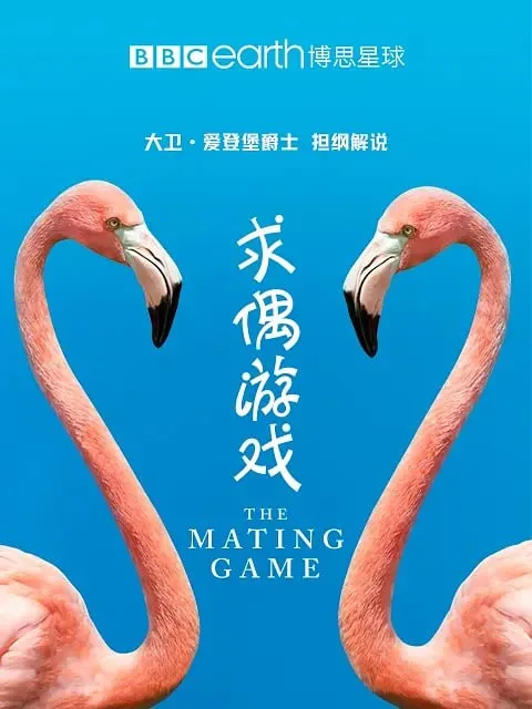 求偶游戏 2021 ｜ 纪录片